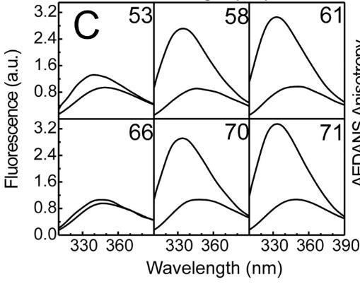 Tol2 transposase-12O-3.jpg